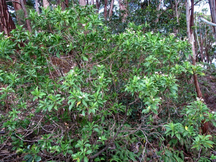 a bush surrounded by trees with white flowers