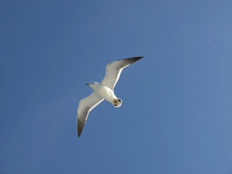 a white bird flying across the blue sky