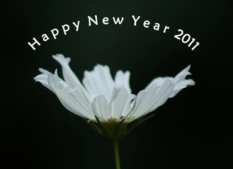 there is a large white flower with words happy new year on it