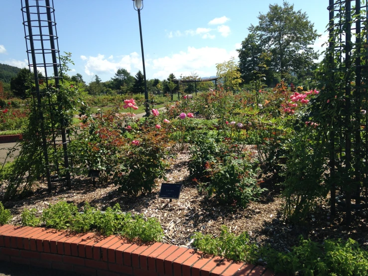 a large garden filled with lots of purple flowers