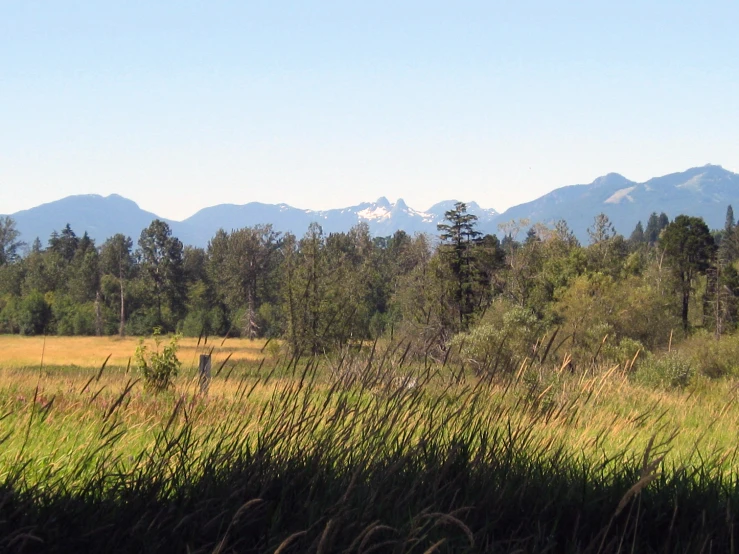 the grass is high up in the wilderness