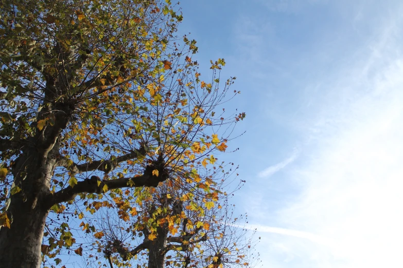 a tree with yellow leaves and a blue sky