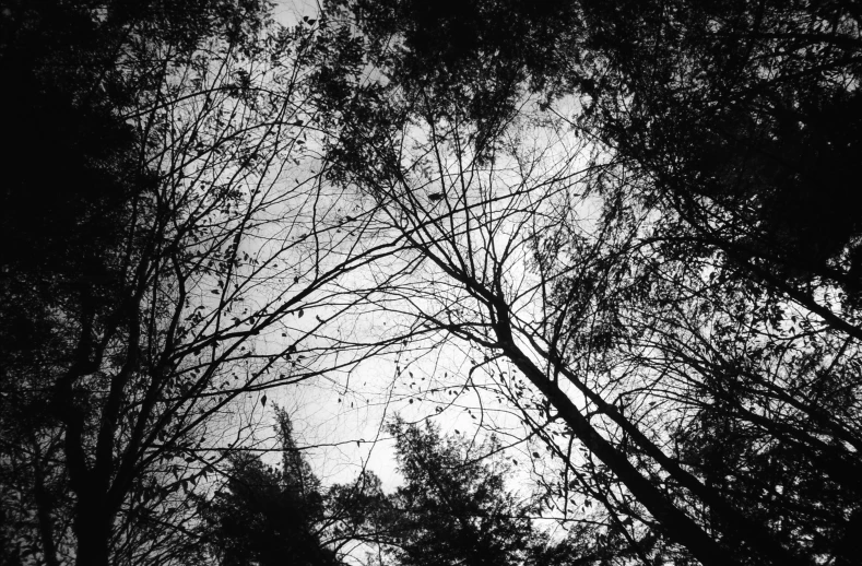 the treetops of a forest with no leaves