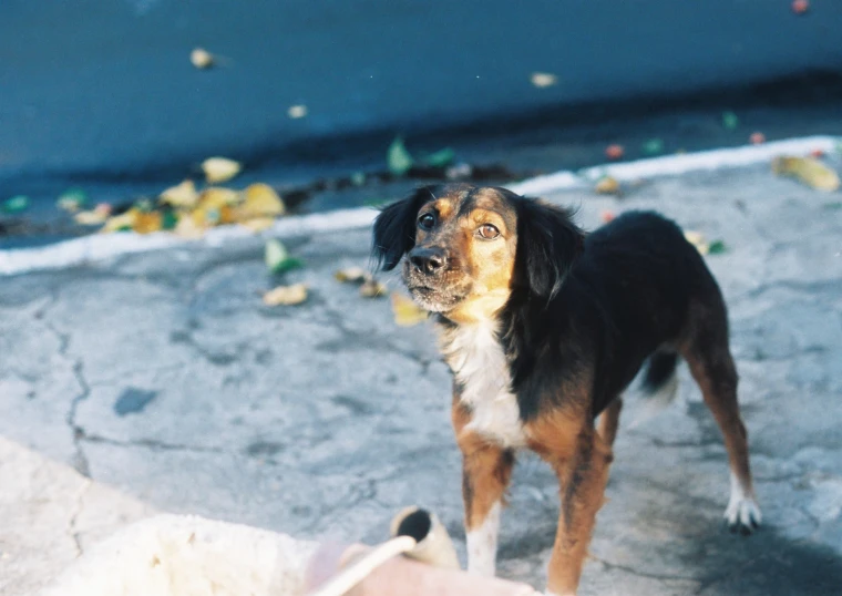 dog standing on cement next to trash bin