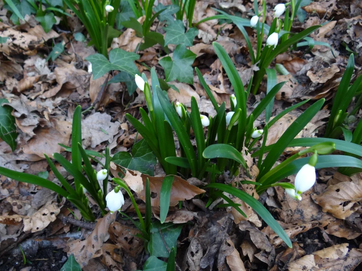 snowdrops sprouting up from the ground with leaves around them