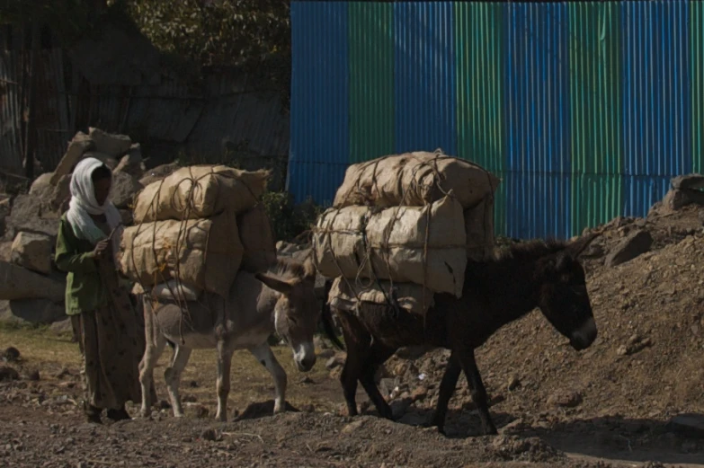 two cows carrying hay behind a woman