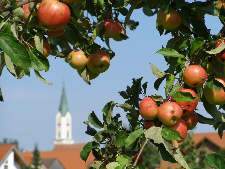 a fruit tree filled with lots of ripe fruits