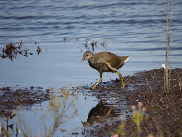 a duck walking along a small body of water