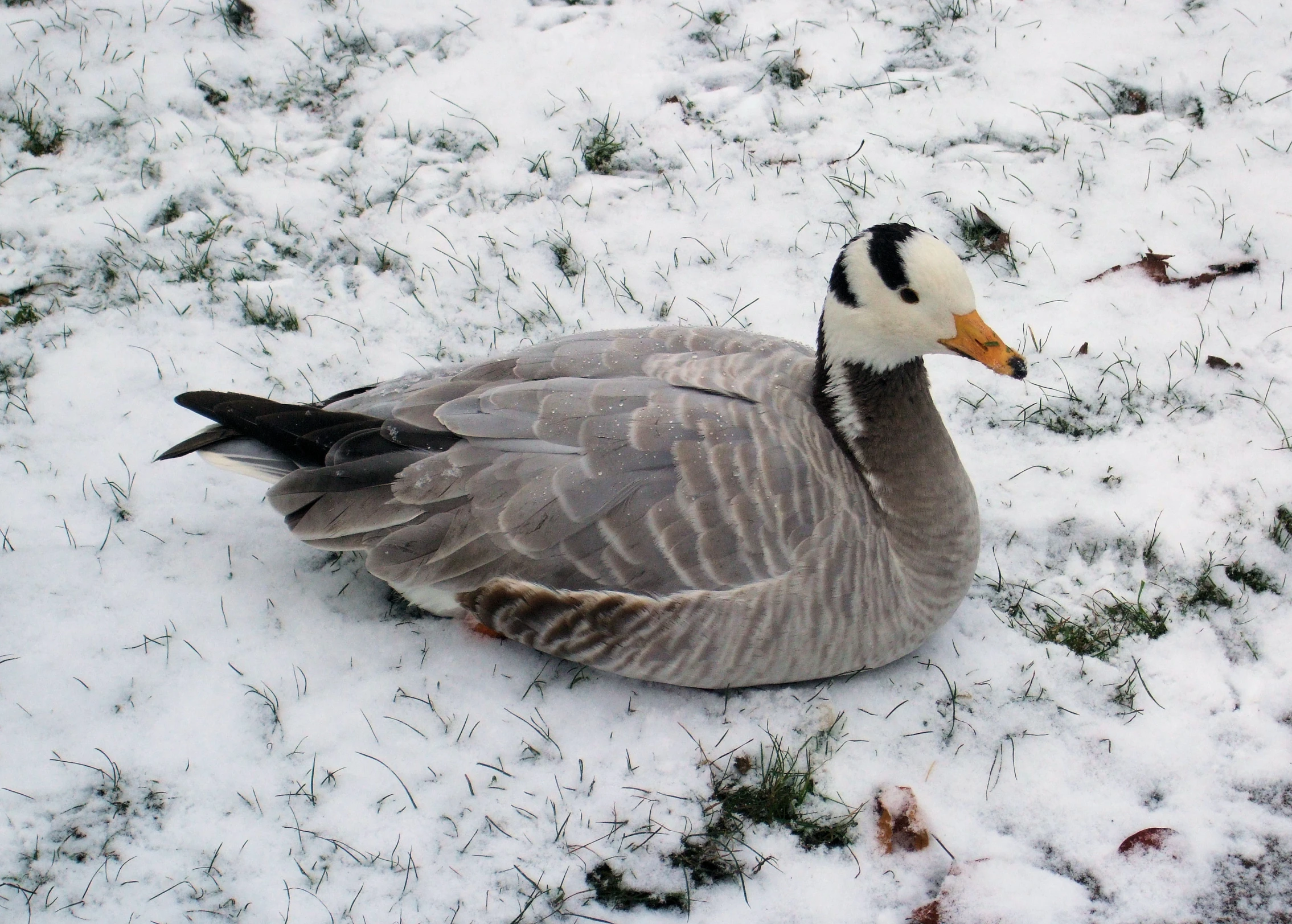 a duck is laying in the snow looking around