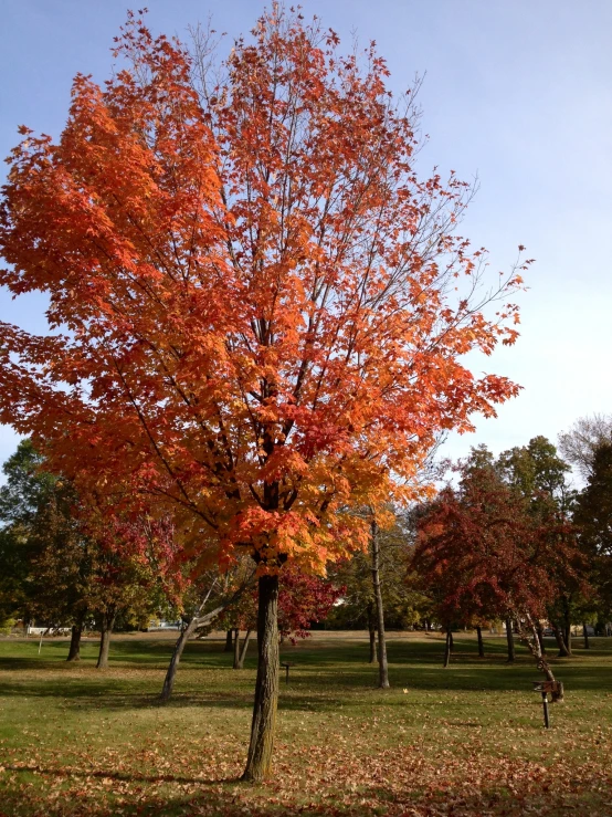 the red tree has yellow leaves on it