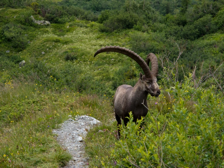 a mountain goat in the field, looking back