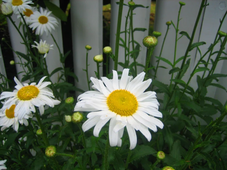 some white flowers and yellow and white daisies