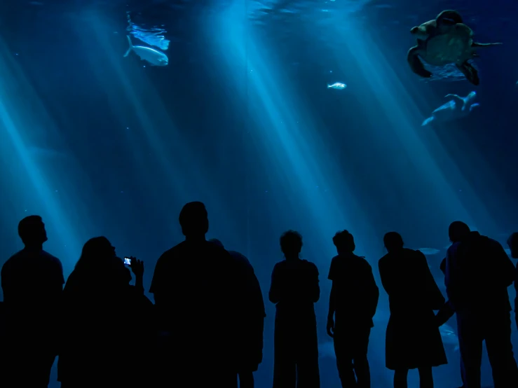 people are looking at a large animal underwater