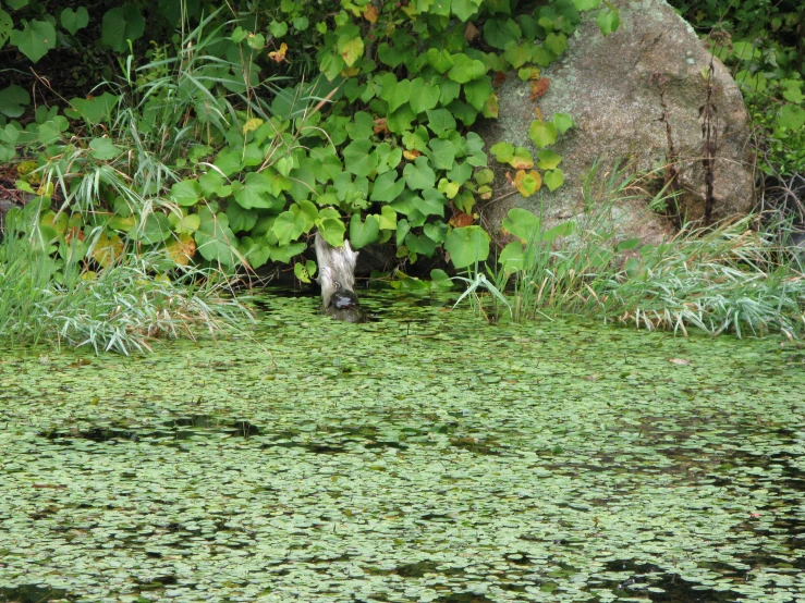 a tree stump on the water near some bushes