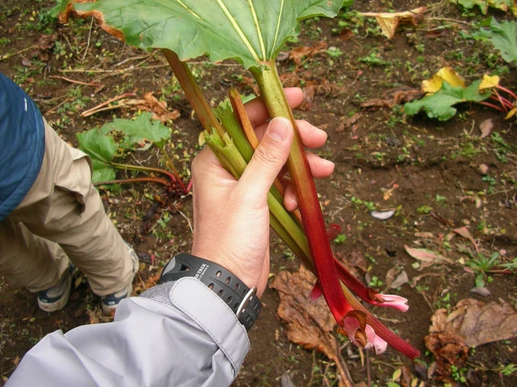 a person holding some plant stems near another plant