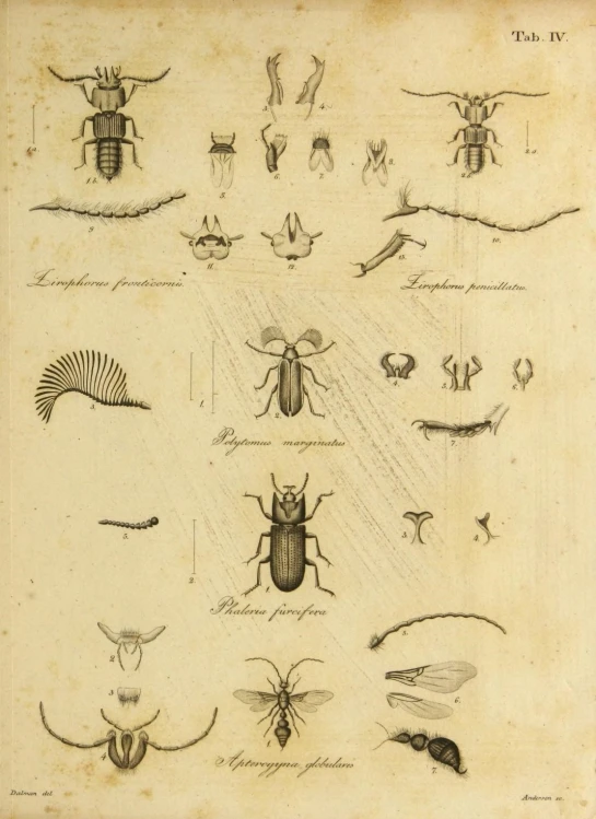 the diagram shows a variety of insects