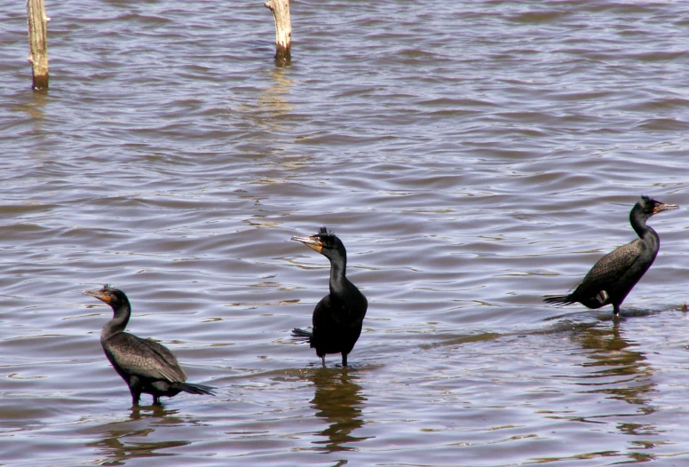 three birds sitting and standing in the water