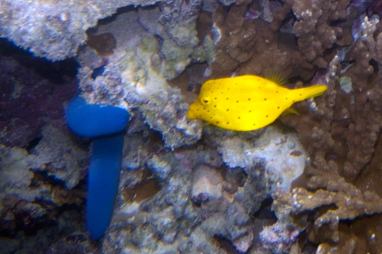 a yellow fish on a rock with some blue pipes