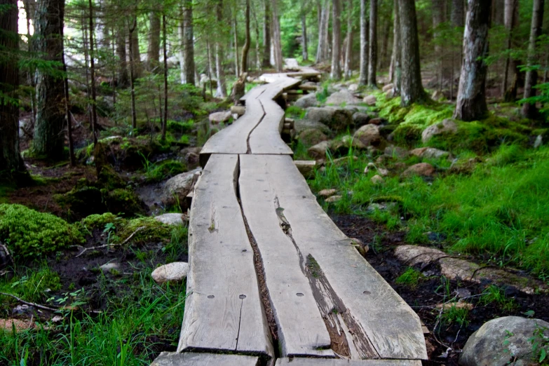 an old wooden boardwalk in the forest, leading into another wooded area