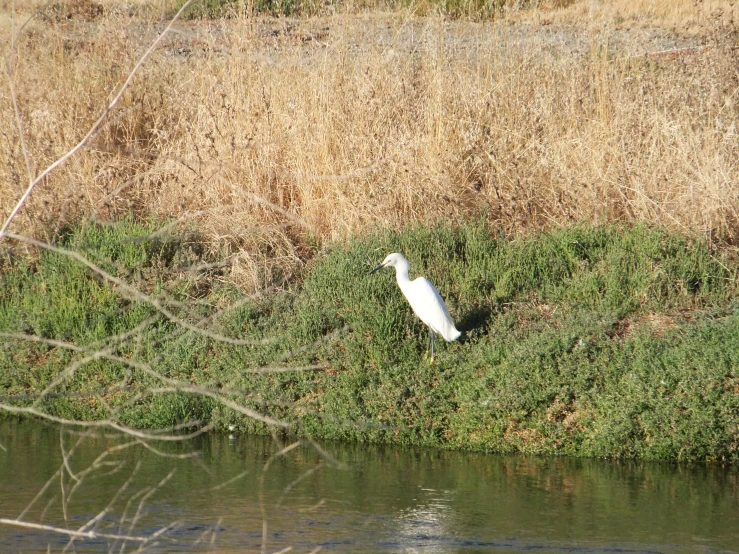 the white bird is standing in the grass near a lake