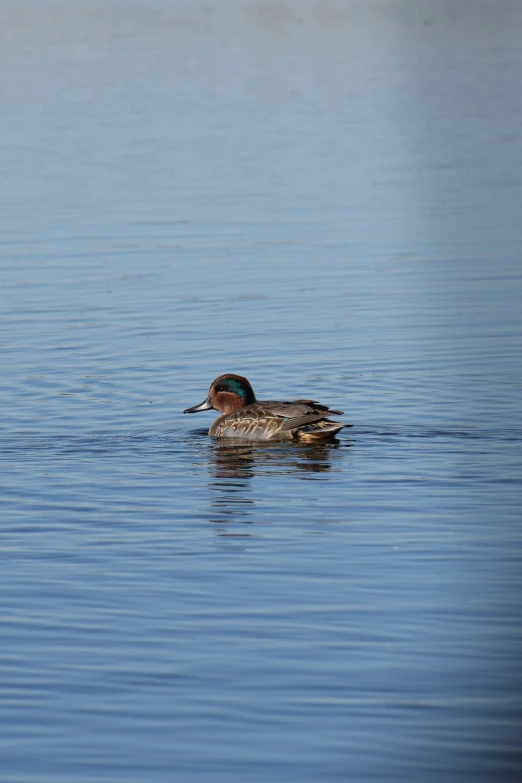 an adult duck swimming across the open water