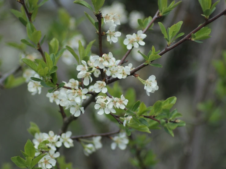 the nches of the tree are in bloom