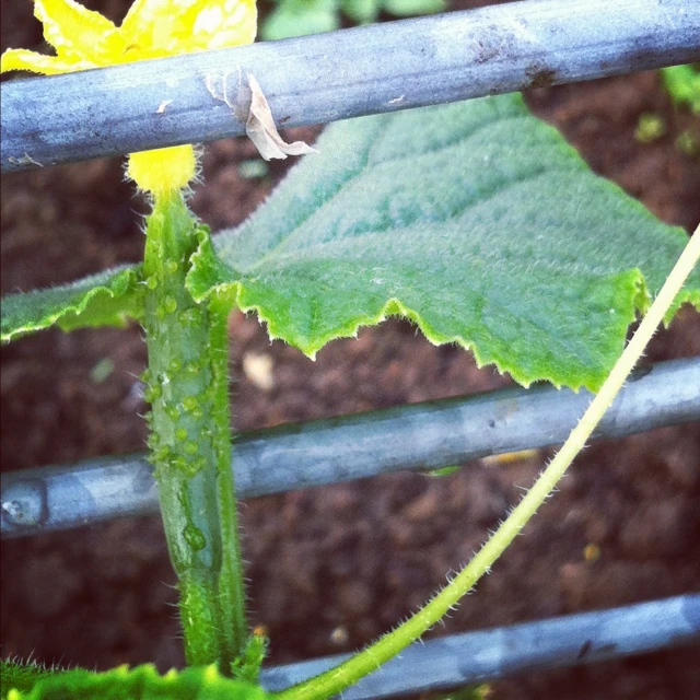 the top part of a cucumber plant on a fence