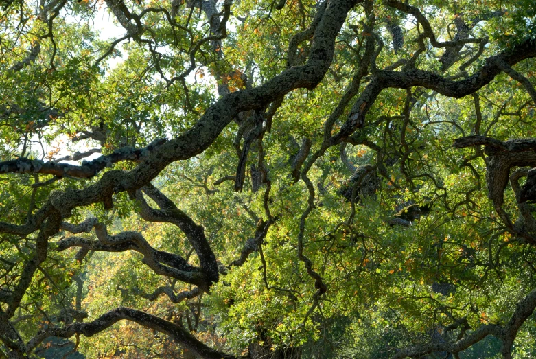 this tree's nches look like they are hanging from the ceiling