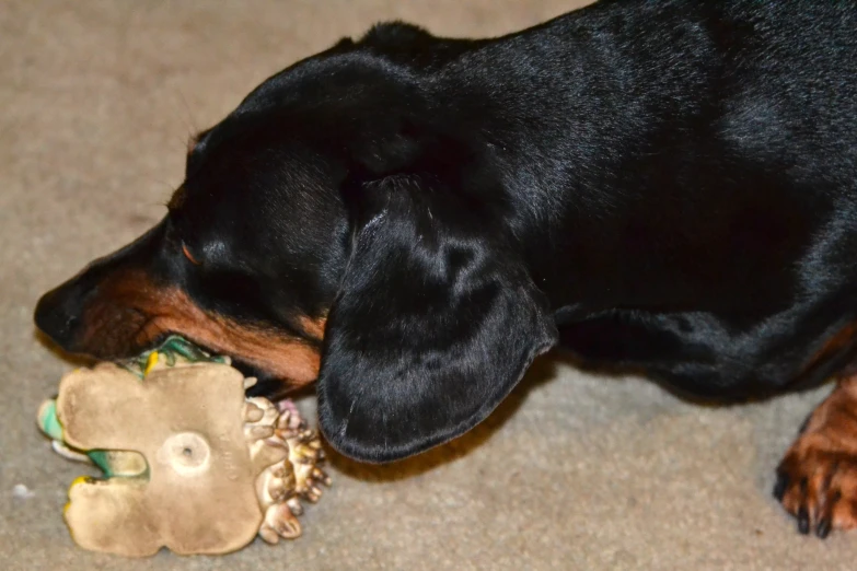 a dog playing with an elephant toy on the floor