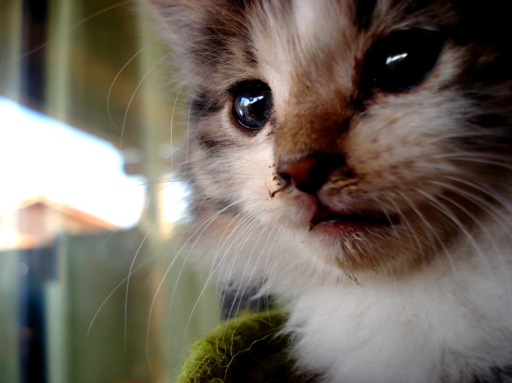 the cat's face is reflected in the glass