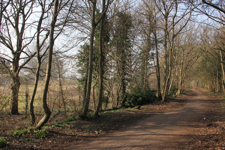 a pathway through a grove of trees with no leaves