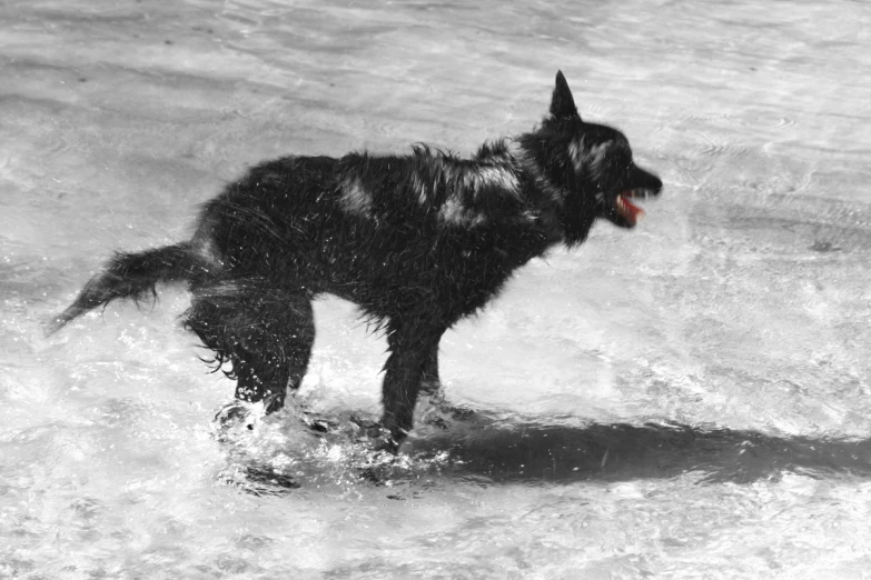 a wet black dog running on the beach water