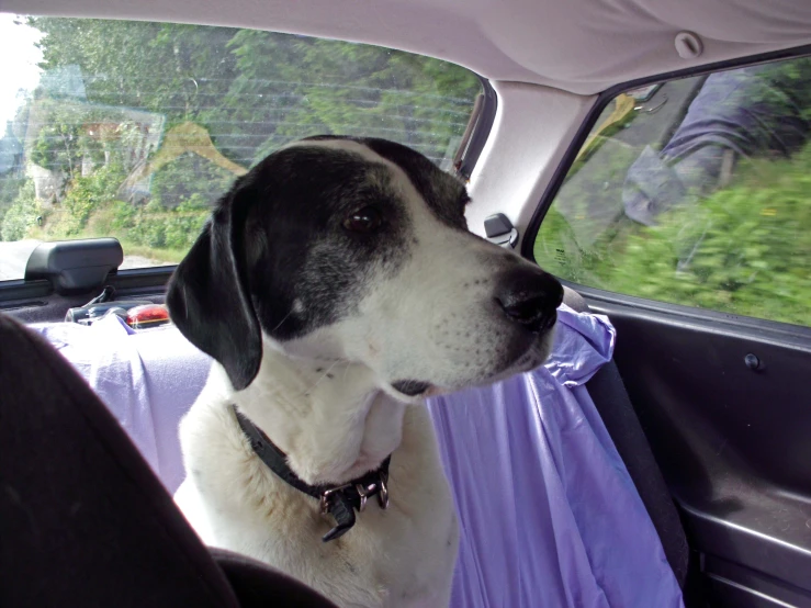 a dog that is sitting down inside of a car