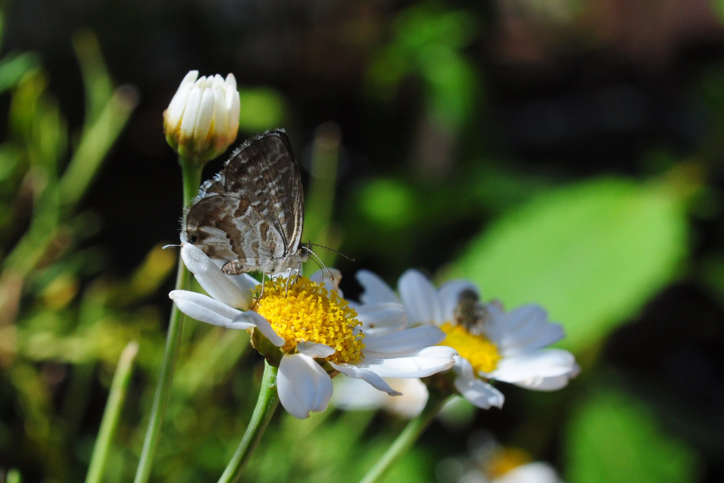 there is a erfly perched on the petals of a daisy