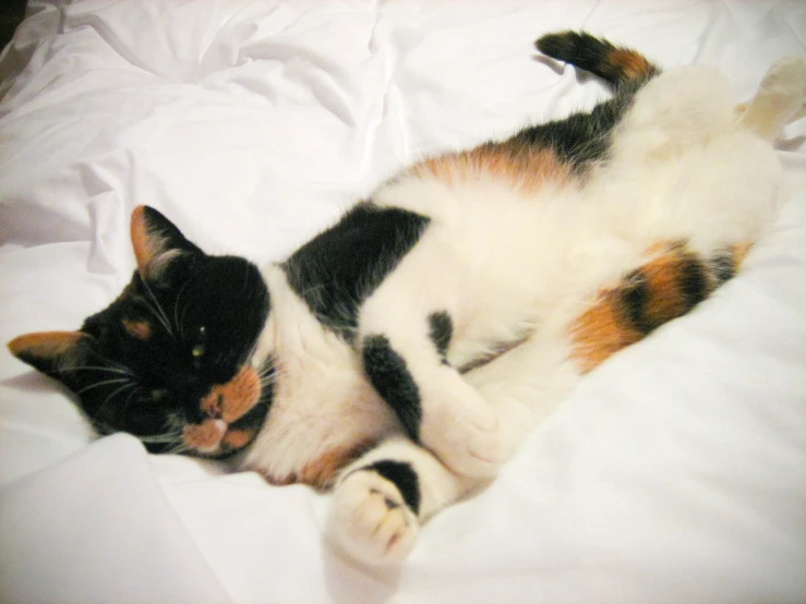 a multi colored cat lays down on a bed