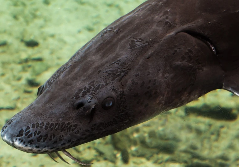 a large squid with brown skin and white claws