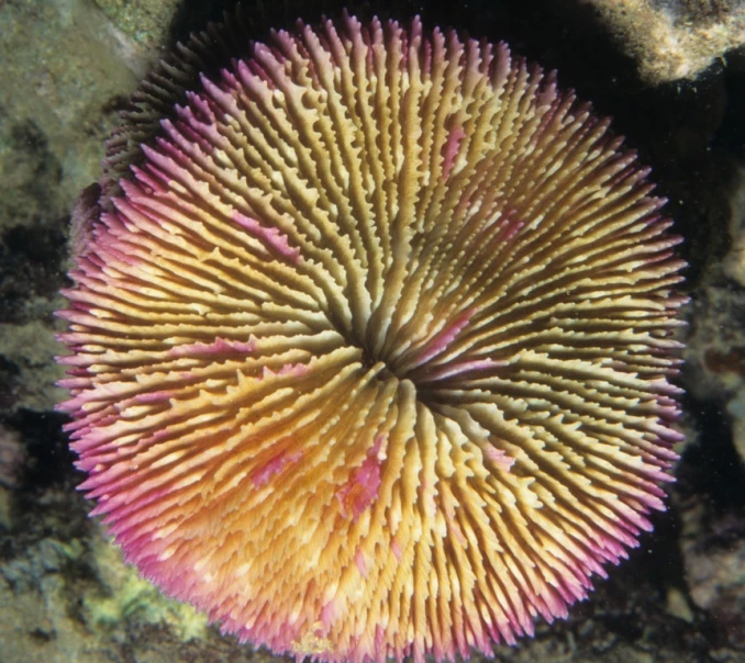 a coral is covered in bright pink and yellow