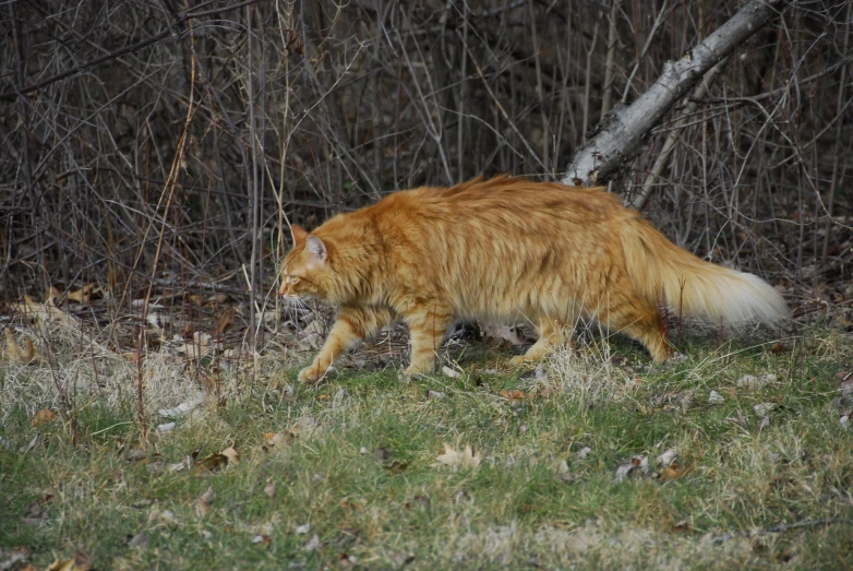 an orange cat walking in the woods and leaves
