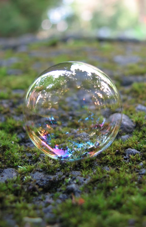 the bubble is sitting in the moss on the ground