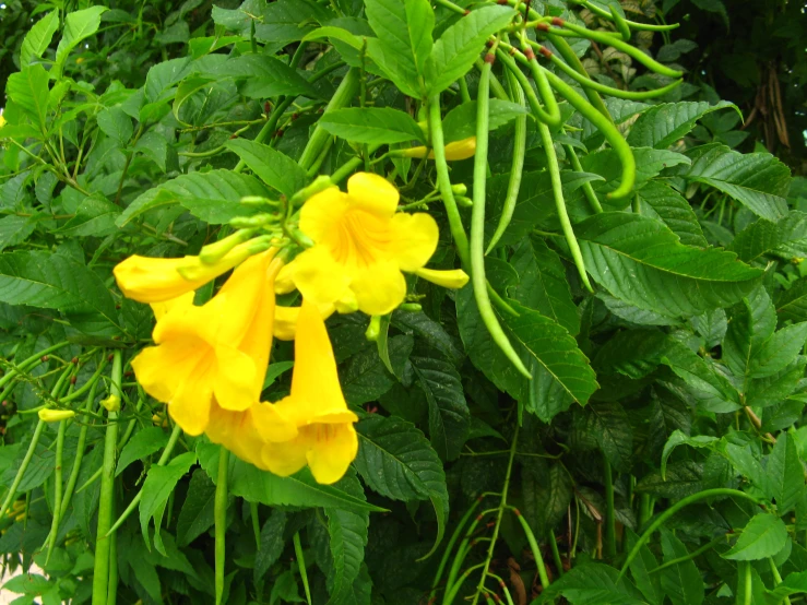 a bush with yellow flowers and green leaves