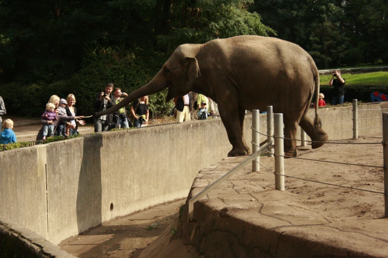 an elephant reaching down to grab soing off the ground