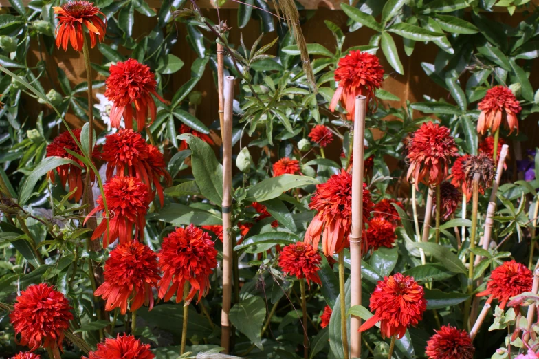 the large red flowers have green leaves