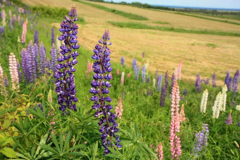 a field filled with lots of flowers in purple colors