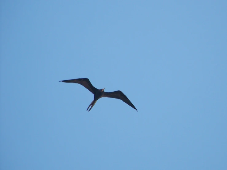 a single bird soaring in the sky