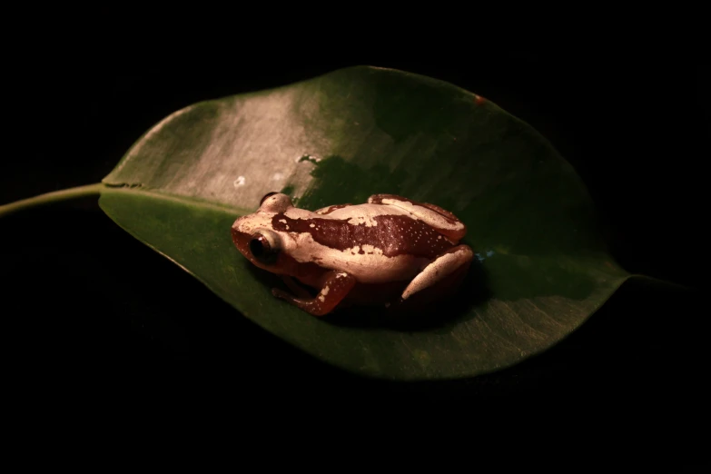 a green leaf has a brown and white frog on it