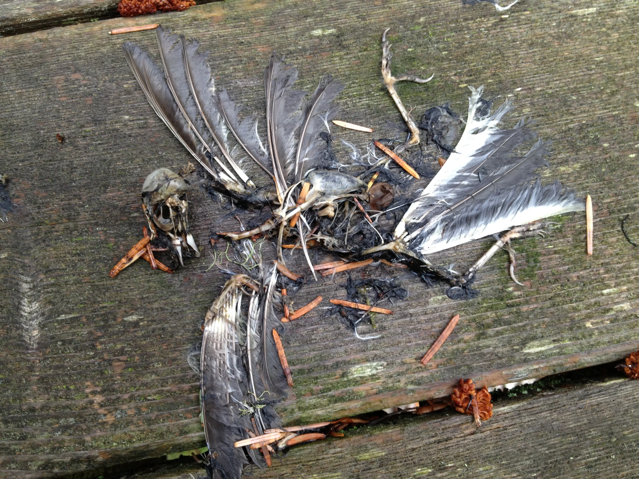 a dead bird is shown laying on the ground