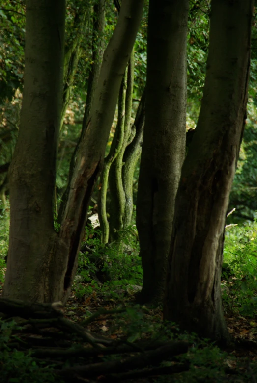 trees with some type of roots in a wooded area