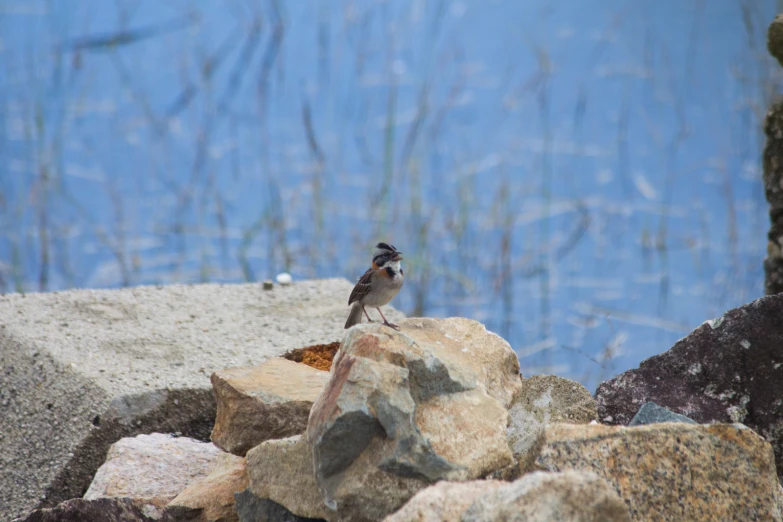 there is a bird that is sitting on some rocks