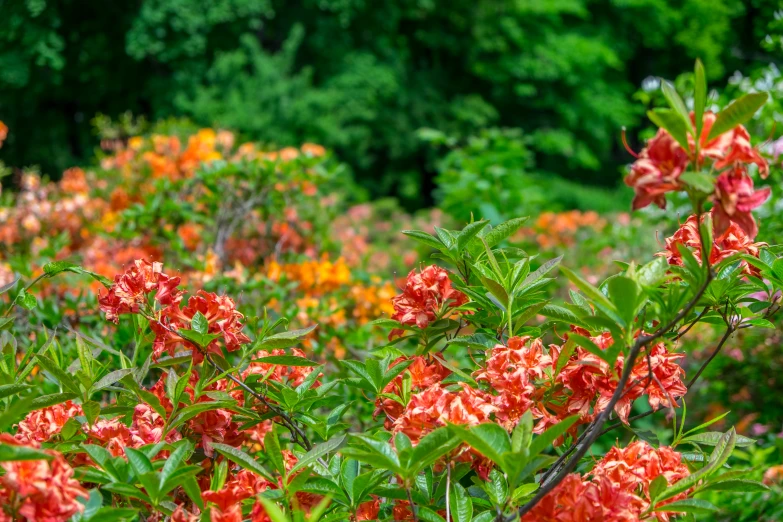 some pretty flowers growing next to each other