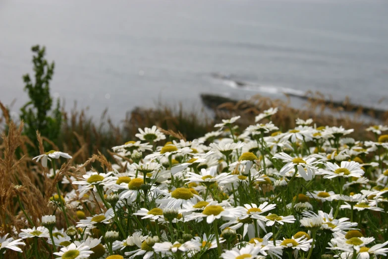 a field of daisies in front of a body of water